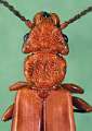 Cucujus clavipes